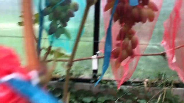 Виноград Дубовский розовый смотреть онлайн