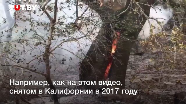 Ад внутри: что бывает, если в дерево попадет молния смотреть онлайн