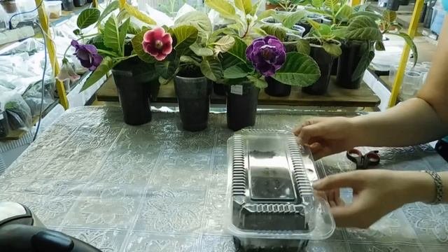 ?Посев Гвоздики с кипятком и результат . Всё нормально . ?How To Plant Carnation Seeds