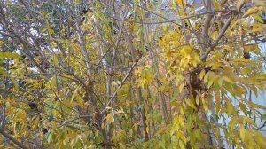 Выращивание граната в Краснодарском крае,что с ним стало?ответы здесь!