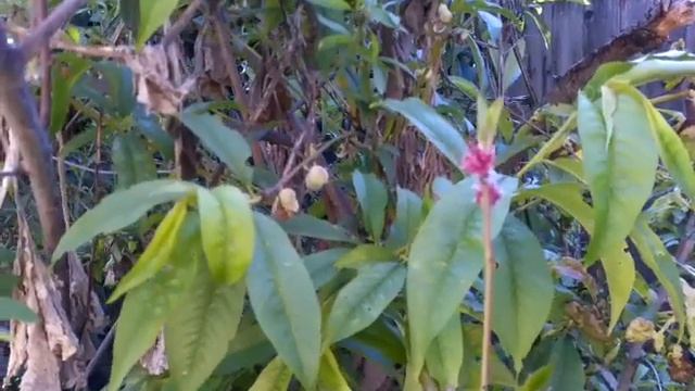 RED BARON PEACH FLOWERING смотреть онлайн