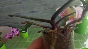 БигЛип ? Радуга ? Lianher Rainbow. Цветение маленьких орхидей в размере 1,7
