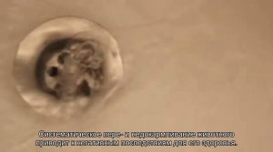 Как правильно кормить кошку сухим кормом?