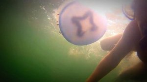 Крым. Новоозёрное. Подводный мир. Донузлав.