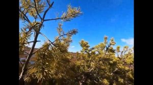 Охота на гуся 2021 на болотах Архангельской области, постройка бани в лесу