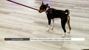 Порода собак басенджи: уход и содержание