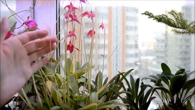 Обзор оранжереи