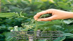 Как прищипывать помидоры