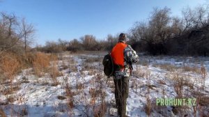 Охота на кабана с дратхаарами и лайками , с использованием копья! 🐗🐗🐗🐕🦺🐕🦺🐕🐕