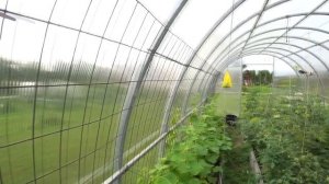 Как НЕ подвязывать огурцы в теплице. ПРОСТО И НАВСЕГДА.