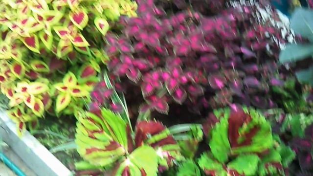 Колеусы в Хабаровске или Дача Новомодного - 6 смотреть онлайн