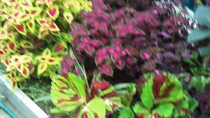 Колеусы в Хабаровске или Дача Новомодного - 6