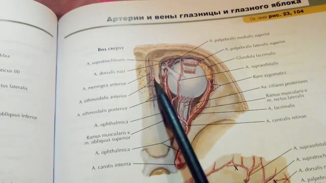 3 10 Глазничная смотреть онлайн