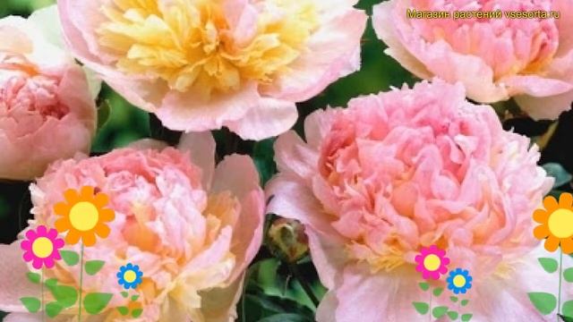 Пион молочноцветковый Робин. Краткий обзор, описание характеристик paeonia itoh Robijn смотреть онлайн