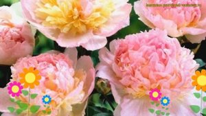 Пион молочноцветковый Робин. Краткий обзор, описание характеристик paeonia itoh Robijn