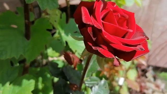 роза чайно гибридная Блэк Баккара  первое цветение