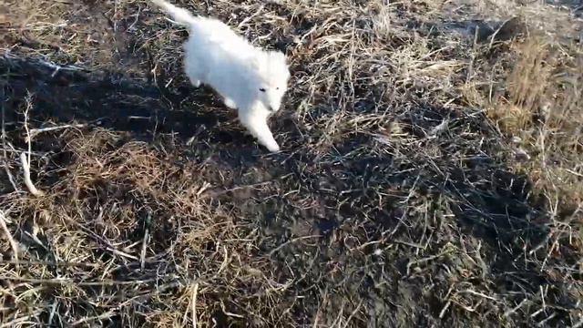 БАБУШКЕ НИНЕ ПРИШЛИ В ПОМОЩЬ, НЕЛЯ С ТЁМОЙ РАДЫ 🤗🐕/РУССКИЙ ДУХ /ОРЛОВЕЦ / смотреть онлайн