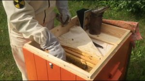 Подсадка пчеломатки в семью. Плодная матка карника идет в новый улей без приглашения пчел.