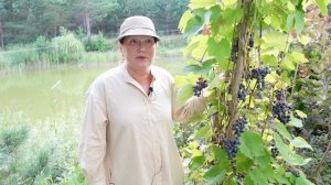 Как пермакультура работает на нашей плантации Часть 2