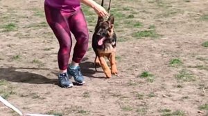 Беби кобели