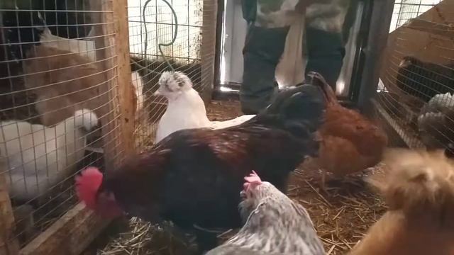 Купили петухов- маранов. Красавец идёт в суп. смотреть онлайн