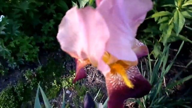 Цветы в июне смотреть онлайн