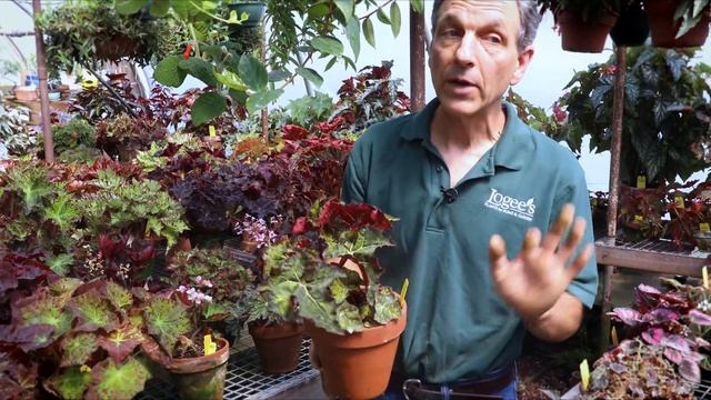 100 Years of Begonias! A Tour of Logee's Famous "Begonia House" смотреть онлайн