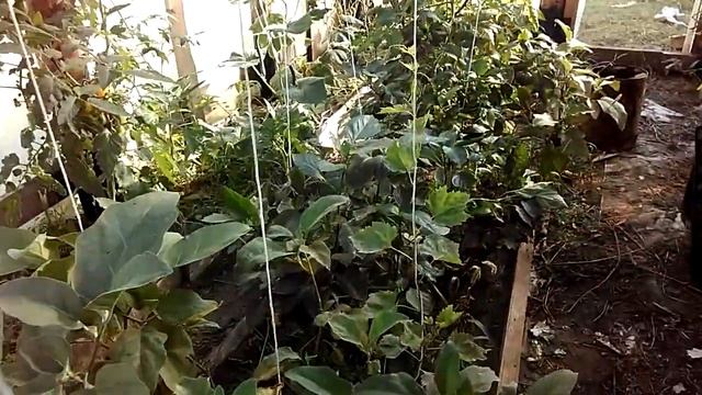 Виноград из косточки. 28. 08. 2019. Первый год вегетации. #3 смотреть онлайн