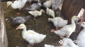 Эту запаренную мешанку Гусята едят с большим аппетитом и становятся гигантиками