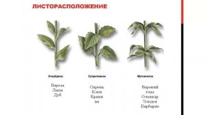 Побег, его строение и значение