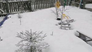 Снегопад! После оттепели завалило снегом! ЧТО делать с РОЗАМИ?