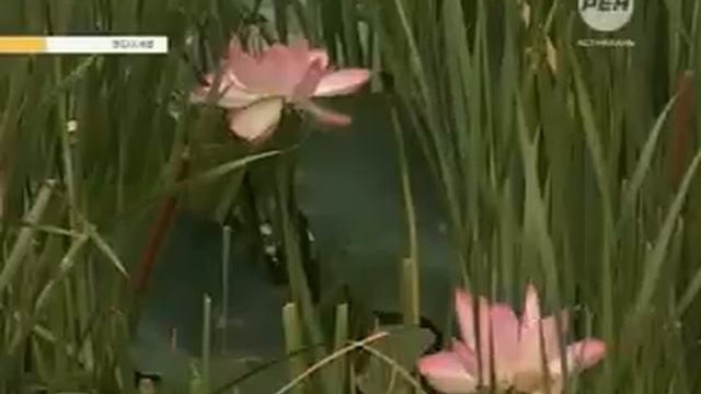 В жару астраханцев подстерегает так называемая «болезнь легионеров» 16+ смотреть онлайн