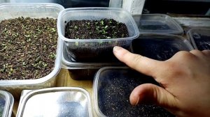 Продаю семена эустомы/ Эустома 2023