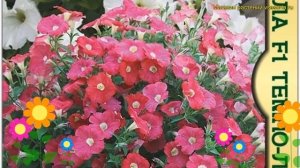 Петуния обыкновенная Синдерелла Темно-Лососевая. Краткий обзор petunia x hybrida Cinderella