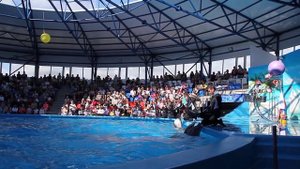 Дельфинарий в Сочи парке