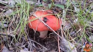 Грибы Забайкалья