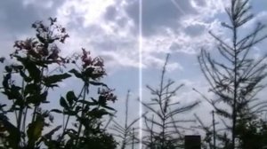 Лесной питомник 2010  осень