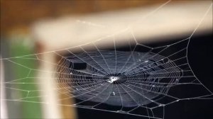 Чтение стихотворения Е.Трутневой "Осень". Занимаемся вместе.