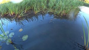 Охота на утку 04 09 2021 ружье МР 27ЕМ 1С