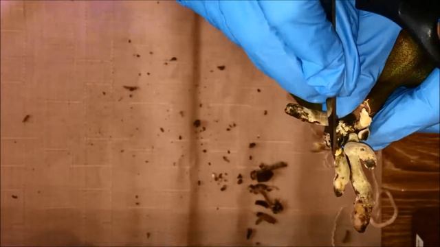 У ОРХИДЕИ ЖЕЛТЕЮТ ЛИСТЬЯ! Что делать? Как спасти? смотреть онлайн