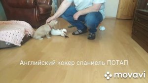 Английский кокер спаниель 2 месяца.