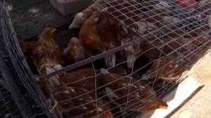 Куры несушки Порода ломан браун