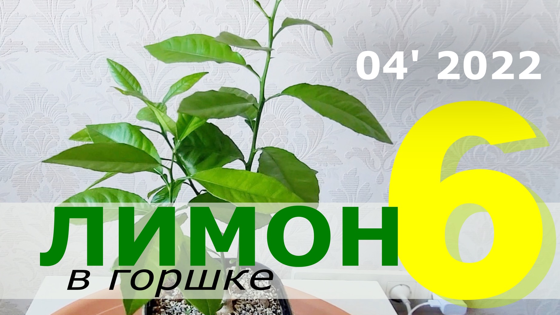 Лимонное дерево проект исследовательский