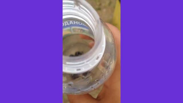 Словили 11 тарантулов смотреть онлайн