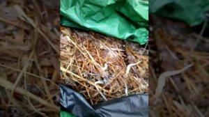 Ч6. Выращивание в домашних условиях грибов вешенка, шиитаке, опята.