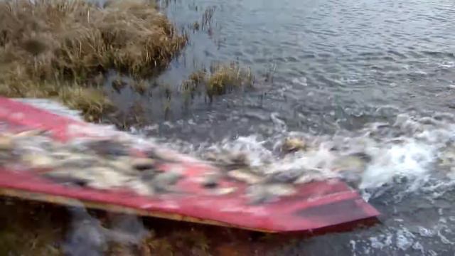 зарыбление трепаловские пруды смотреть онлайн