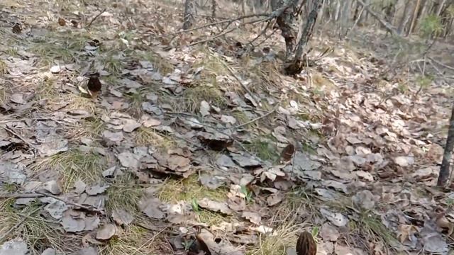 Первые сморчки в этом году. Сморчок конический. Ведро грибов с одной поляны - это реально!
