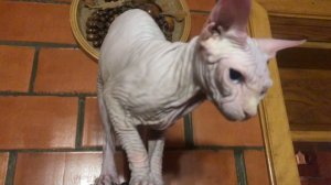 Кошка Сфинкс