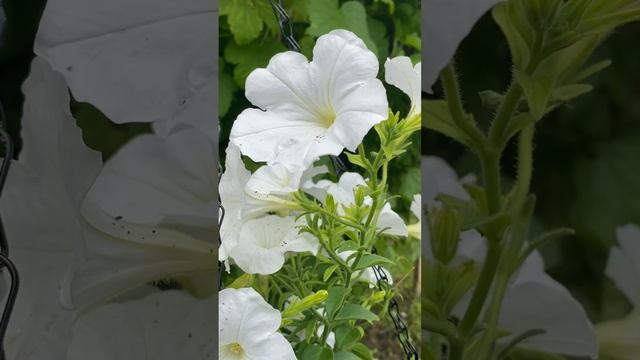 БЕЛАЯ ПЕТУНИЯ "celebrity" / white petunia "celebrity"