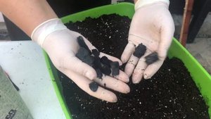 Как из покупного субстрата, сделать пригодный грунт для цитрусов